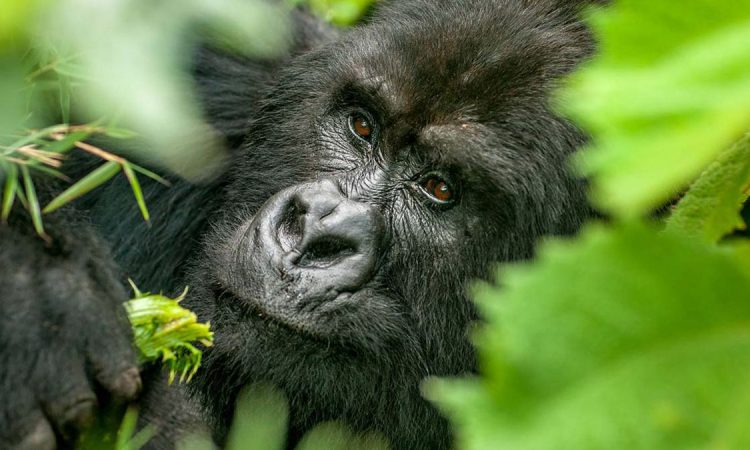 Top things to do in Mgahinga gorilla national park