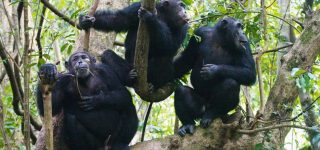 Top things to do in Kibale forest national park
