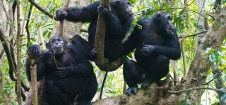 10 Days Luxury Uganda tour