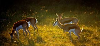 Where to do night game drives in Uganda