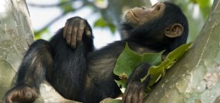Chimpanzee trekking in Kymbura gorge 