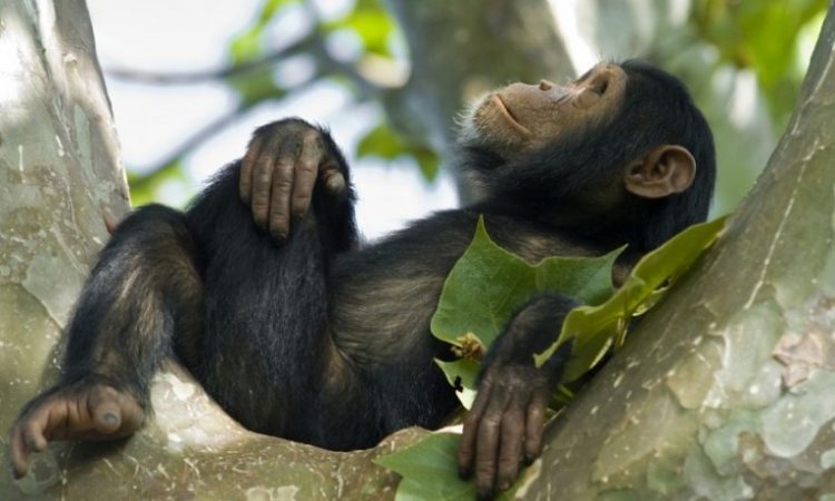 Chimpanzee trekking in Kymbura gorge 