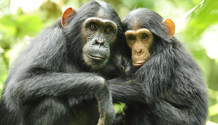 Best place for chimpanzee trekking in Uganda