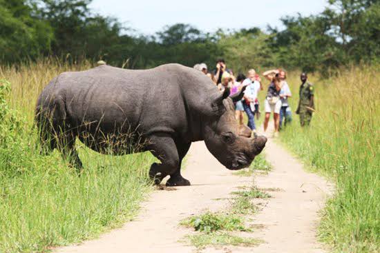 Where To See The Big Five Animals In Uganda