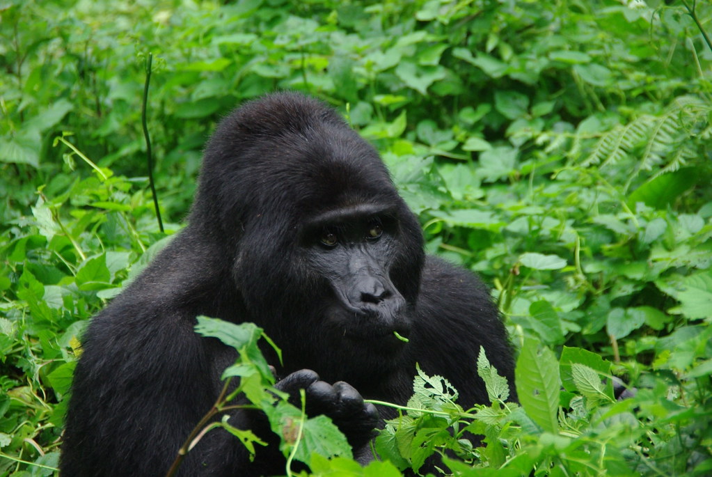 Mountain gorilla trekking rules 2024