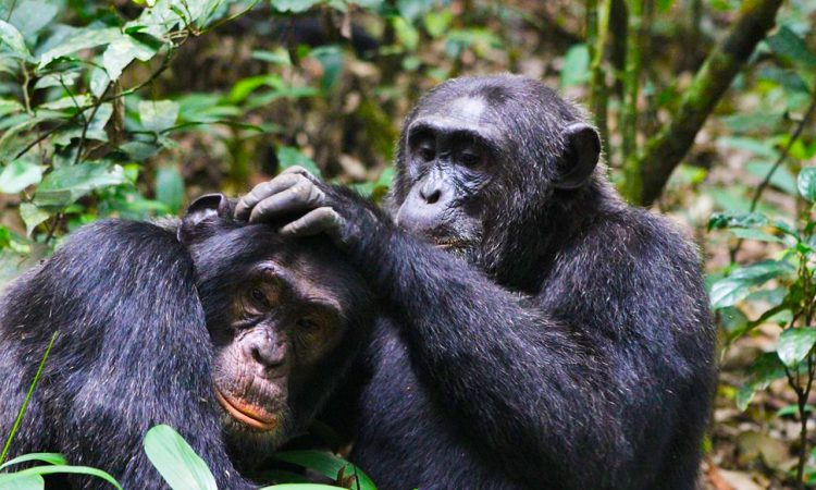 4 Days chimpanzee trekking and habituation tour