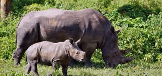 7 Days Uganda wildlife safari