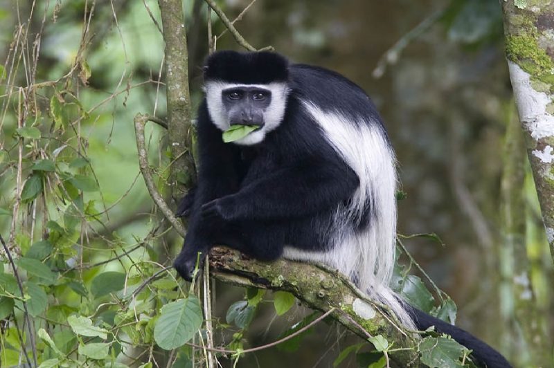 Primate Species in Kibale forest National Park