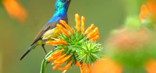 Ugandan Birding Tour in Lake Mburo National Park
