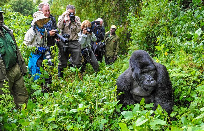 How to plan a gorilla trekking safari