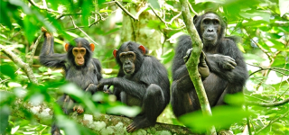 Discovering Uganda's Rich Biodiversity