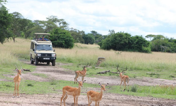 Game drives  Safaris in Lake Mburo national park