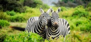 11 Days Gorilla trekking safari