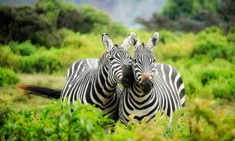 Uganda's Wildlife Delights