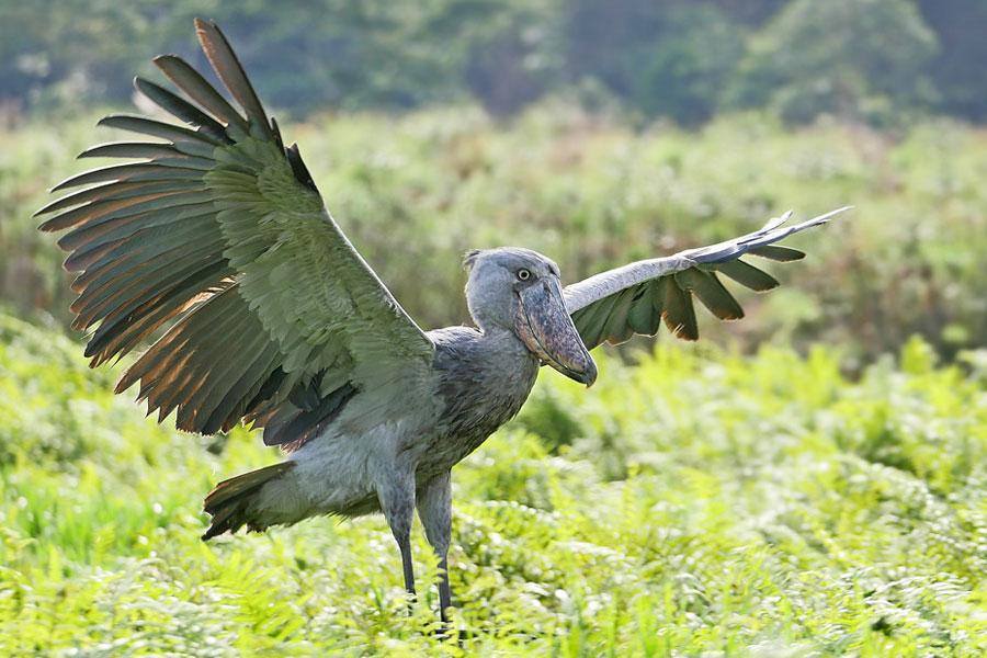 Uganda's Bird Life