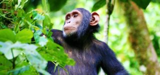 Chimpanzee trekking safari in Kibale forest national park 2024