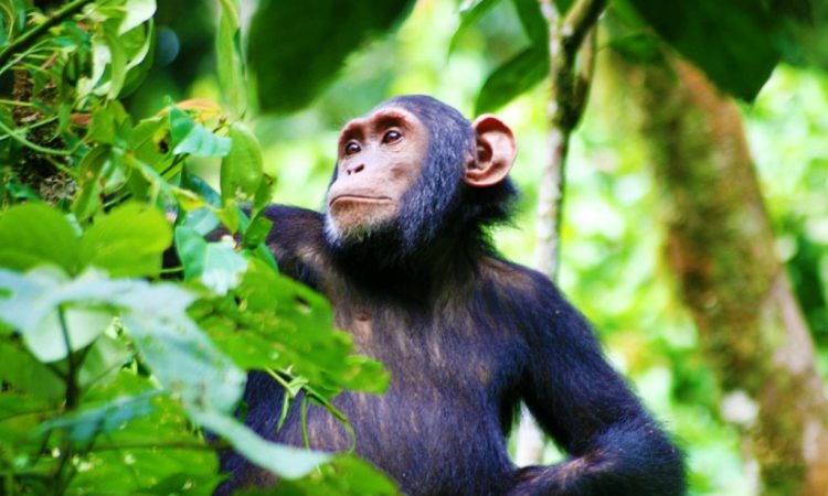Chimpanzee trekking safari in Kibale forest national park 2024