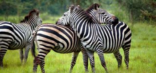 About Lake Mburo National Park