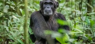 7 Days Lake Mburo, Queen Elizabeth and Lake Bunyonyi safari
