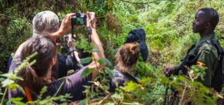 Guide to gorilla habituation experience in Uganda 2024