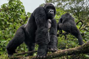 Gorilla trekking in Congo