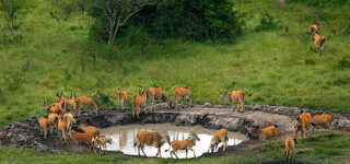 Uganda Safari in Lake Mburo National Park