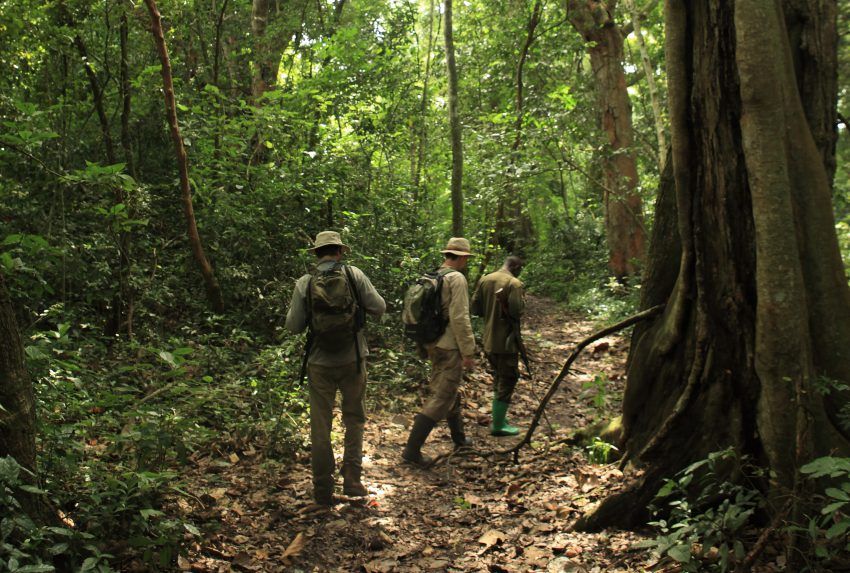 Safari activities at Rabongo Forest | Uganda Wildlife Safaris