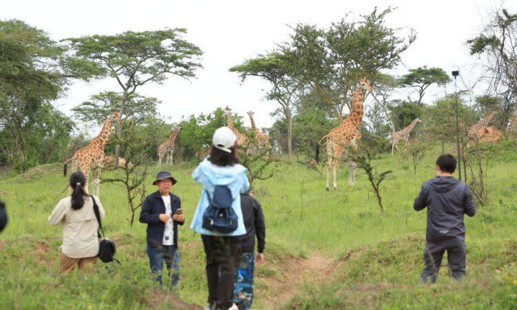 Giraffes are part of the major wildlife in Lake Mburo Park