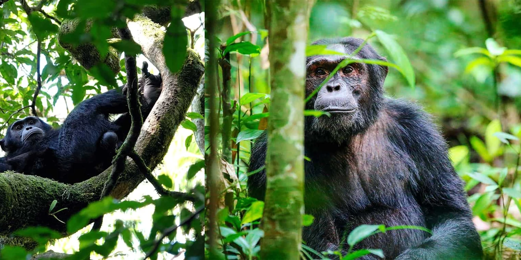 8 Days Primate Trekking & Wildlife safari