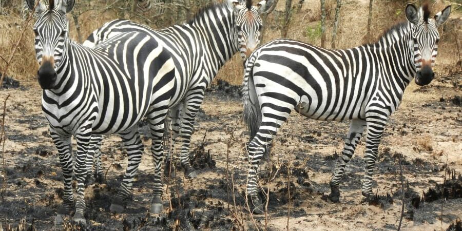 2 Days Lake Mburo Safari